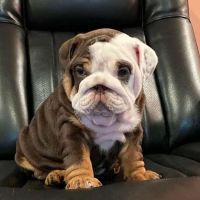 Nunn Don E DVM ico