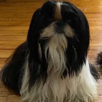 Macclenny Veterinary Hospital ico