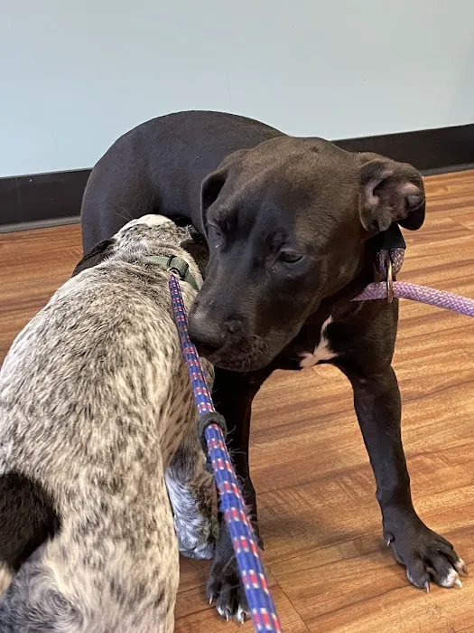 Sixth Street Veterinary Hospital 2