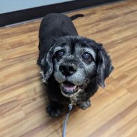 Sixth Street Veterinary Hospital ico