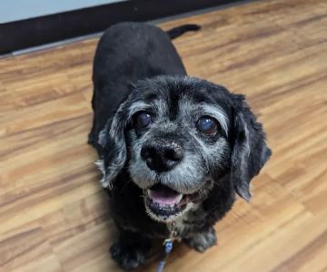 Sixth Street Veterinary Hospital