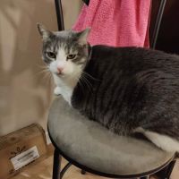 VCA Fort Collins Animal Hospital ico