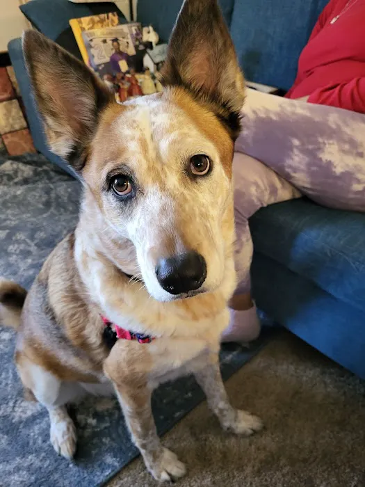 Fossil Ridge Animal Hospital 1