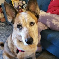 Fossil Ridge Animal Hospital ico
