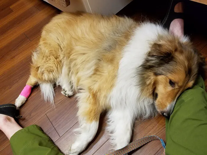 Countryside Animal Hospital 5