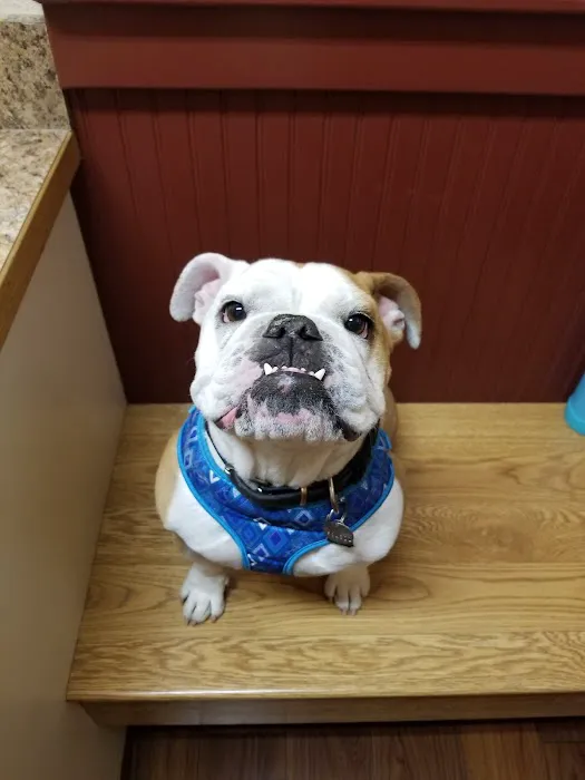 Countryside Animal Hospital 9