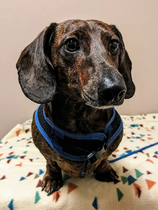 Friendship Hospital for Animals 6