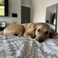 Friendship Hospital for Animals ico