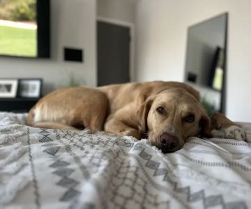 Friendship Hospital for Animals