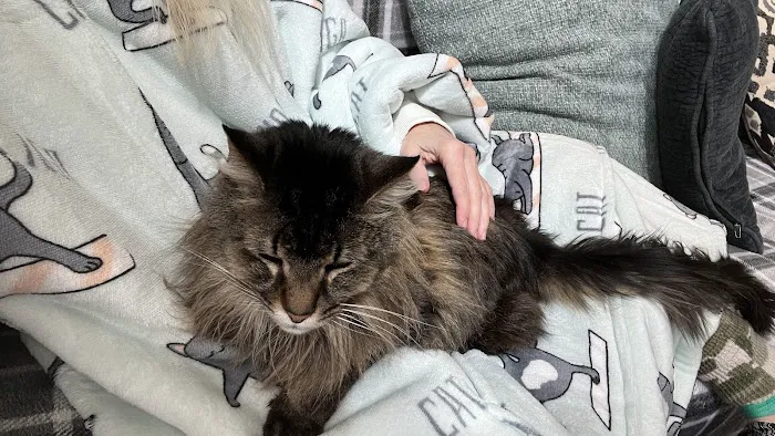 Timberline Animal Hospital 9