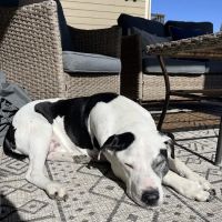 Timberline Animal Hospital ico