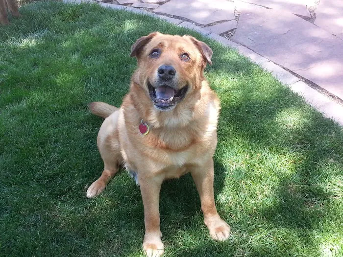 Timberline Animal Hospital 4