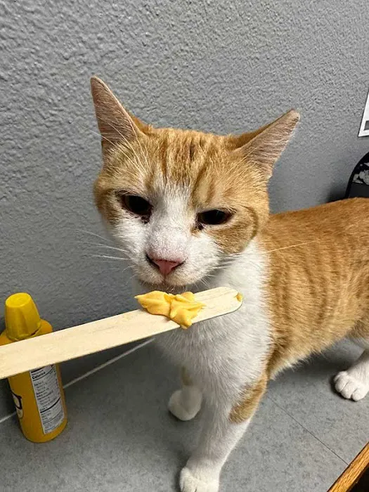 Harmony Road Veterinary Clinic 9