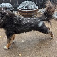 Banfield Pet Hospital ico