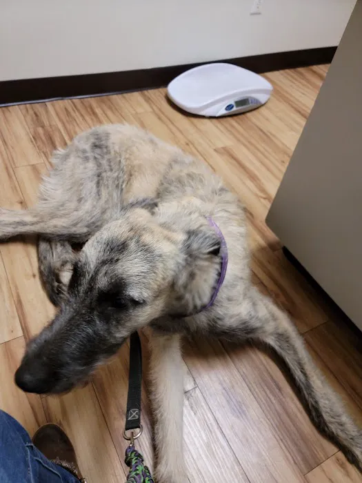 South Mesa Veterinary Hospital 5