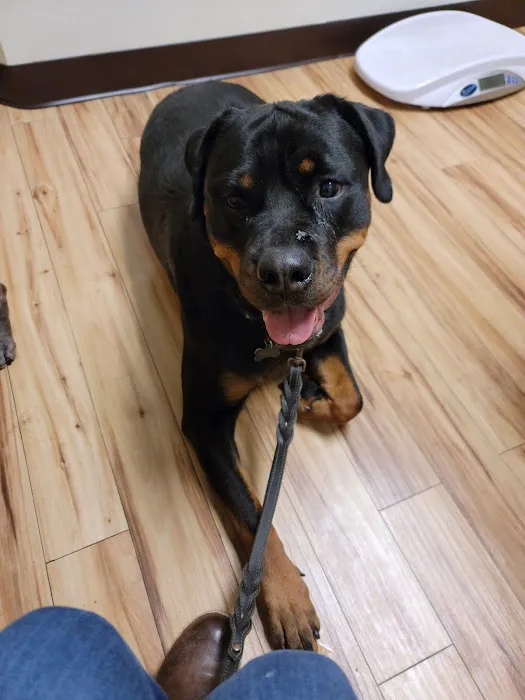 South Mesa Veterinary Hospital 6
