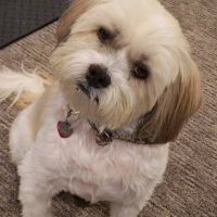 South Mesa Veterinary Hospital ico