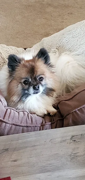 Claremont Ranch Animal Hospital 3