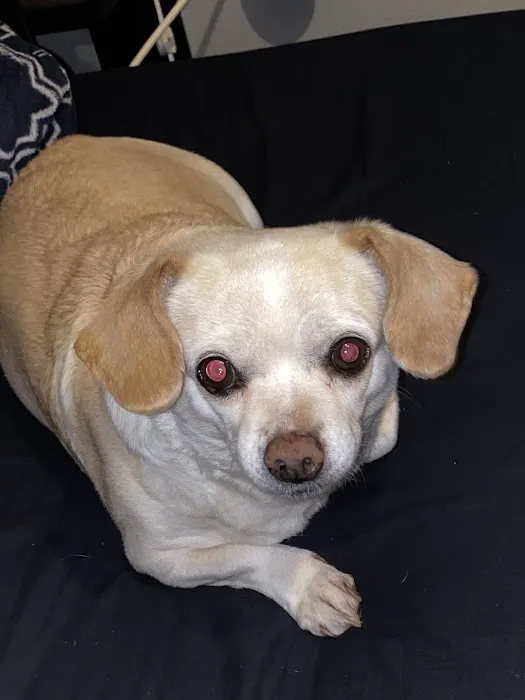 Claremont Ranch Animal Hospital 6