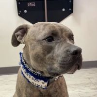 Claremont Ranch Animal Hospital ico