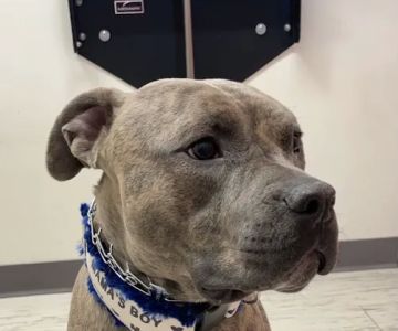 Claremont Ranch Animal Hospital