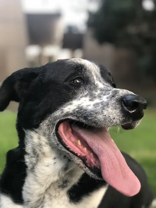 Claremont Ranch Animal Hospital 8