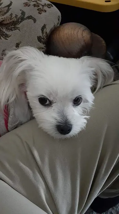 Banfield Pet Hospital 1