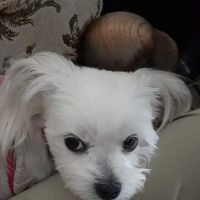 Banfield Pet Hospital ico