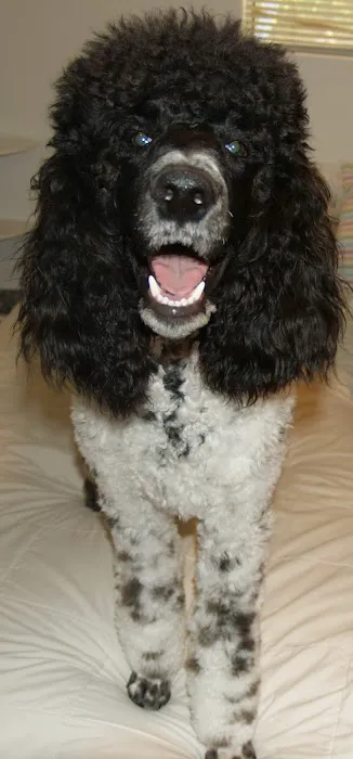 Aspen View Veterinary Hospital 7