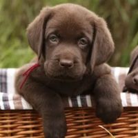 East Springs Animal Hospital ico