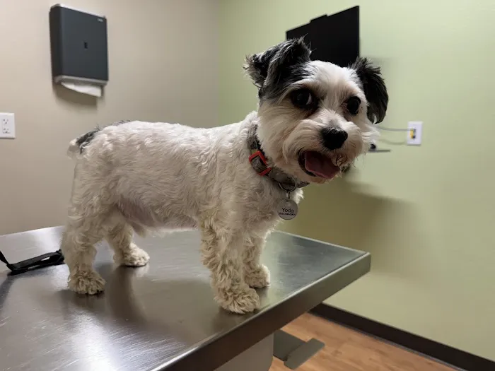 East Springs Animal Hospital 7