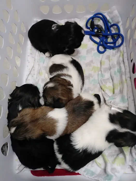 Our Family Vet 6