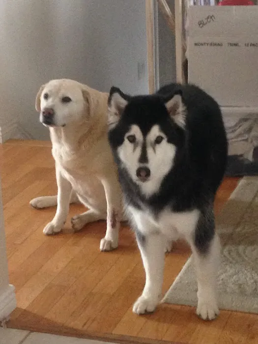 Our Family Vet 1