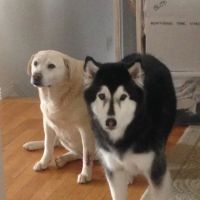 Our Family Vet ico