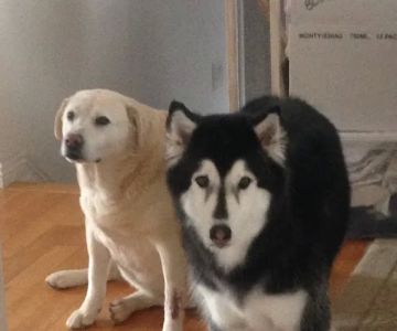 Our Family Vet