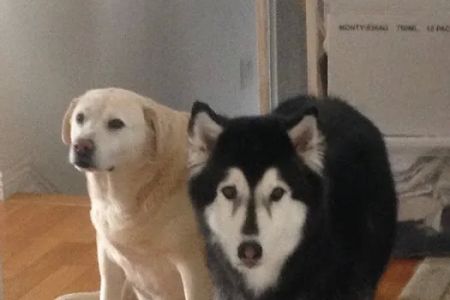 Our Family Vet