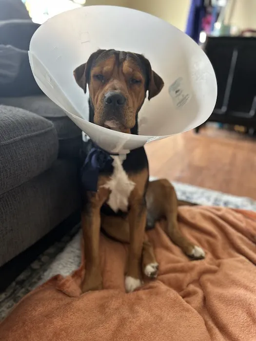 Hamlett Spay & Neuter Clinic 2