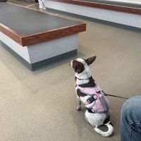 Hamlett Spay & Neuter Clinic ico