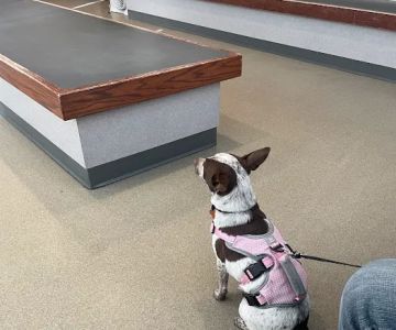 Hamlett Spay & Neuter Clinic