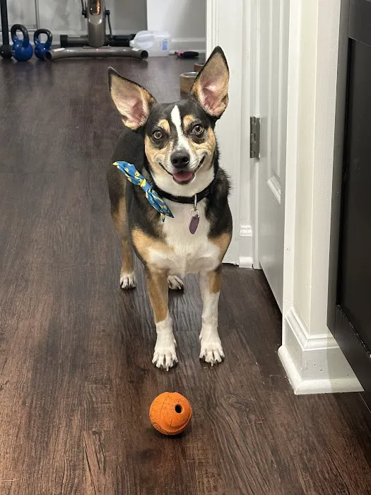 Rehoboth Beach Animal Hospital 4