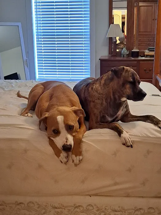 Rehoboth Beach Animal Hospital 3