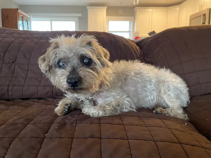 Rehoboth Beach Animal Hospital 1