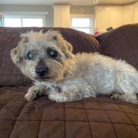 Rehoboth Beach Animal Hospital ico