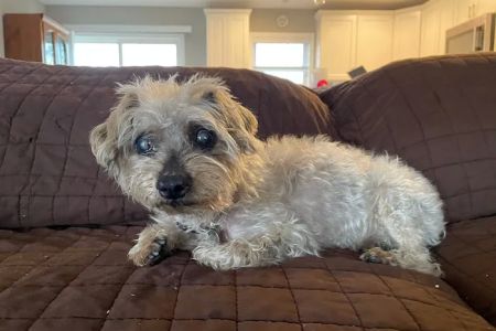 Rehoboth Beach Animal Hospital