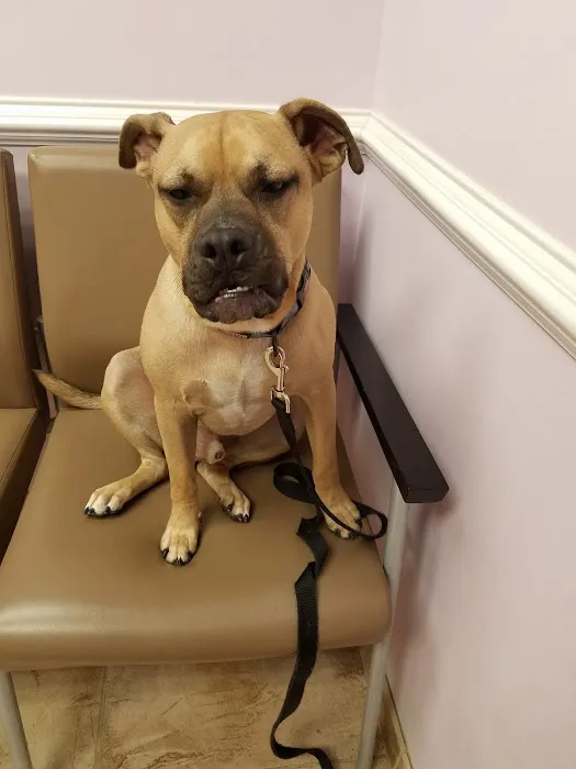 Rehoboth Beach Animal Hospital 6