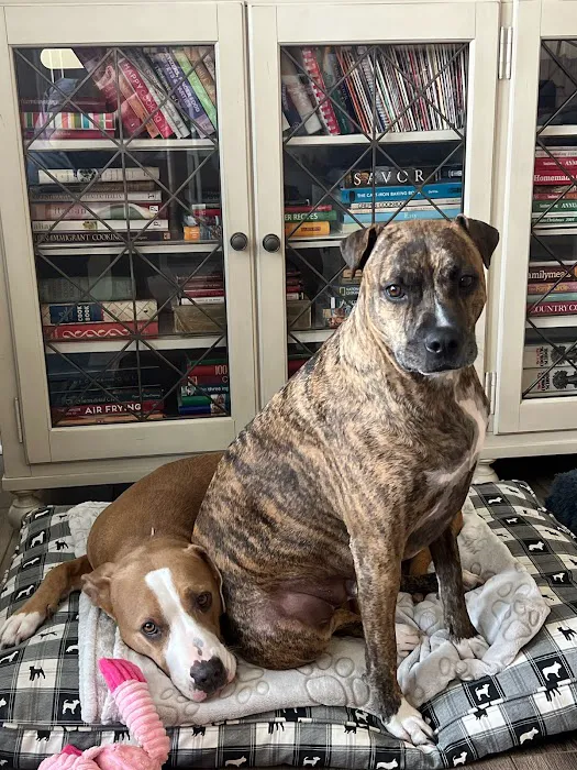 Rehoboth Beach Animal Hospital 9