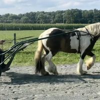 Cokesbury Veterinary Services (Equine Only) ico