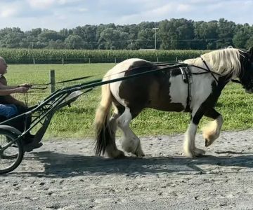 Cokesbury Veterinary Services (Equine Only)