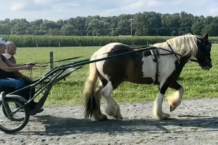 Cokesbury Veterinary Services (Equine Only)