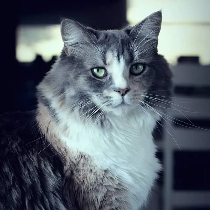 Peninsula Veterinary Services 12